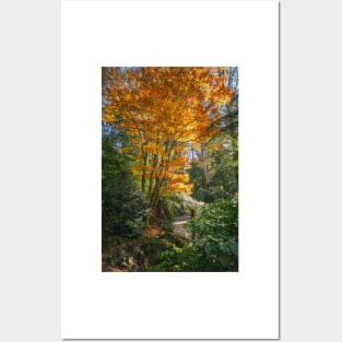 Fiery Orang Autumn Colors Posters and Art